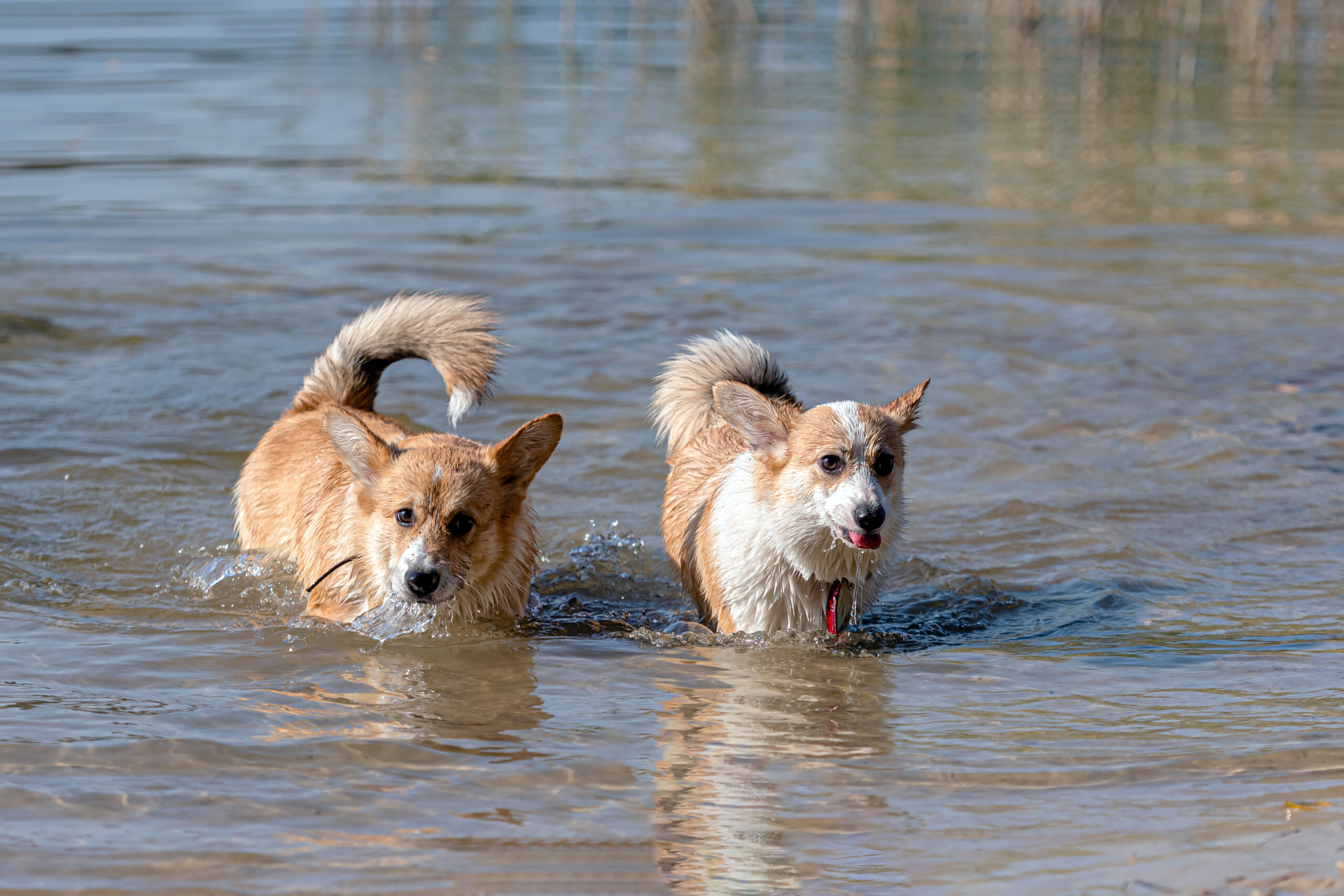 Zwei vitale Corgie Hunde beim baden