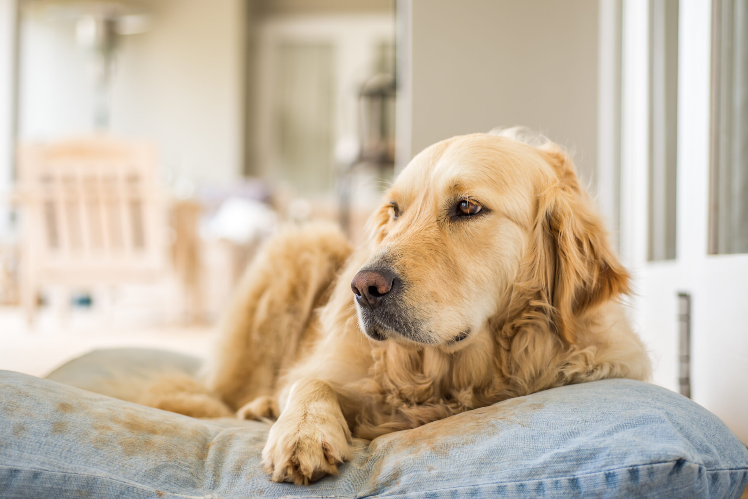 Golden Retriever mit gesundem Gelenkstoffwechsel auf Hundebett