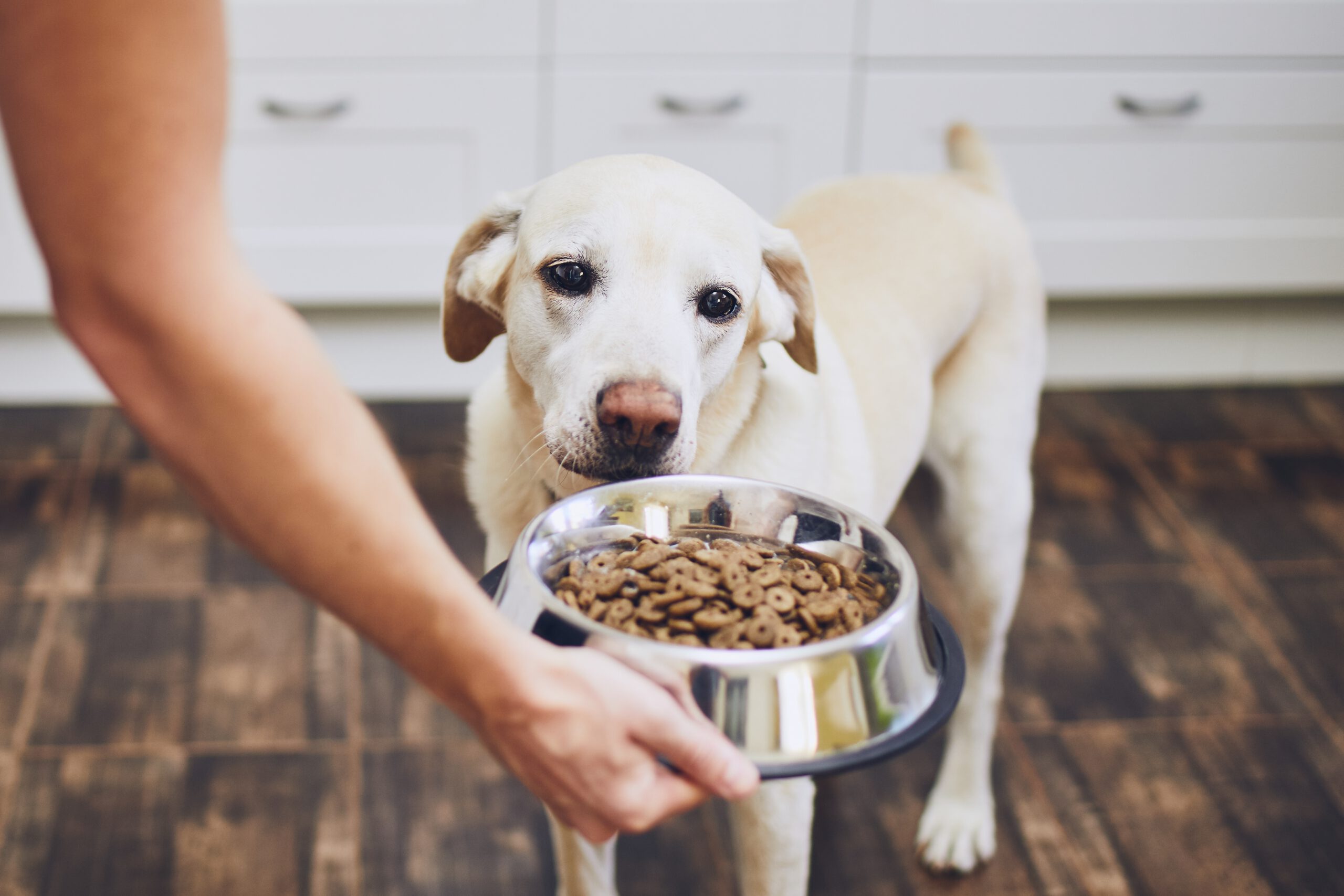 Labrador wartet auf Flexadin Advanced Kauleckerbissen